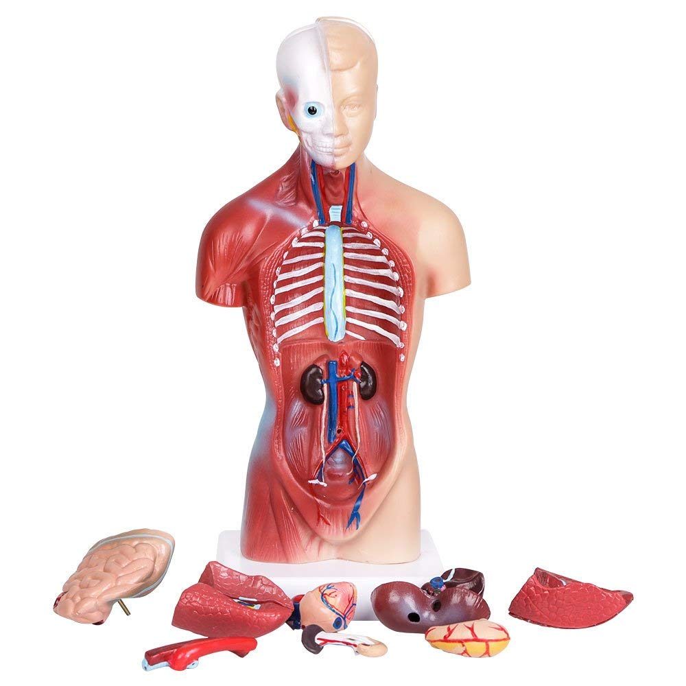 Modele anatomiczne nie wyłącznie do nauki anatomii, jednak także weterynaryjne.